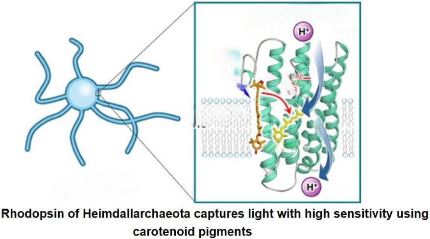 Light-Harvesting Rhodopsins (Source: Institute for Solid State Physics, The University of Tokyo)