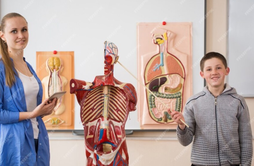 Human Anatomy