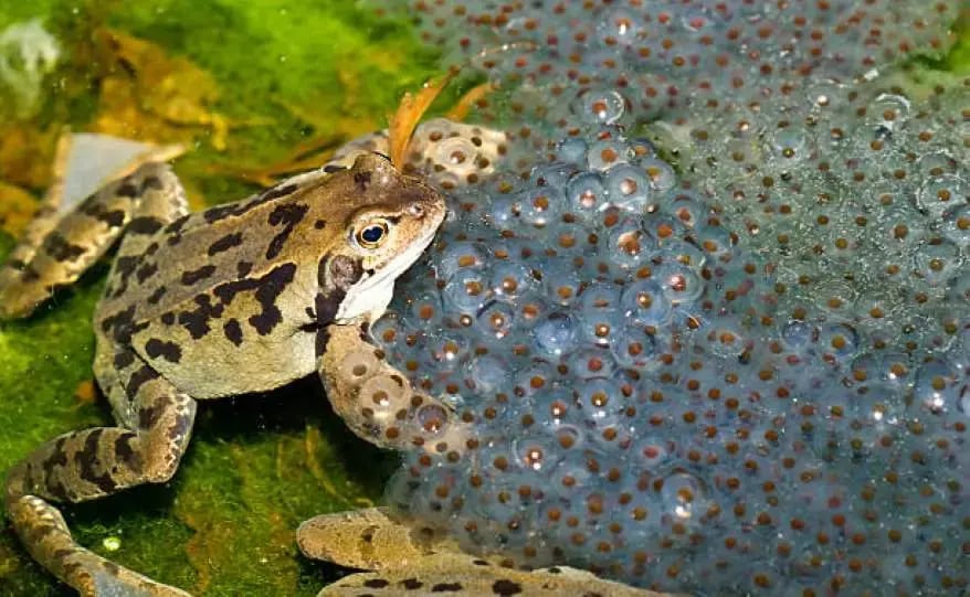 Frogs eggs