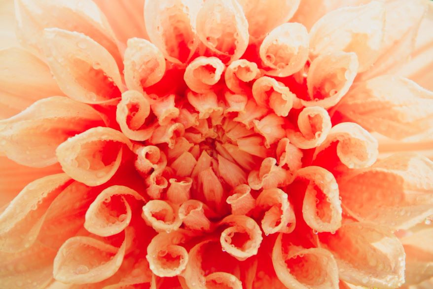 Flower Structures