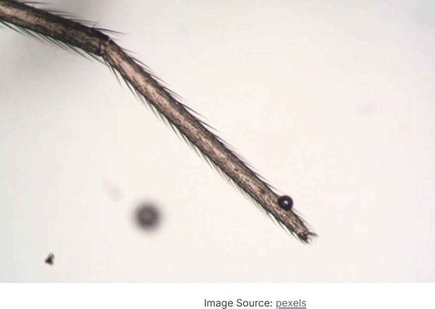 Emerging Parasitic Infections