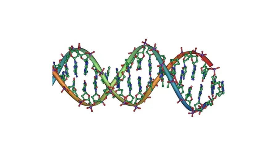 Image describes H-Bonding in DNA