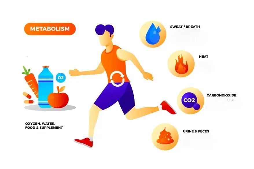 Metabolism in human beings