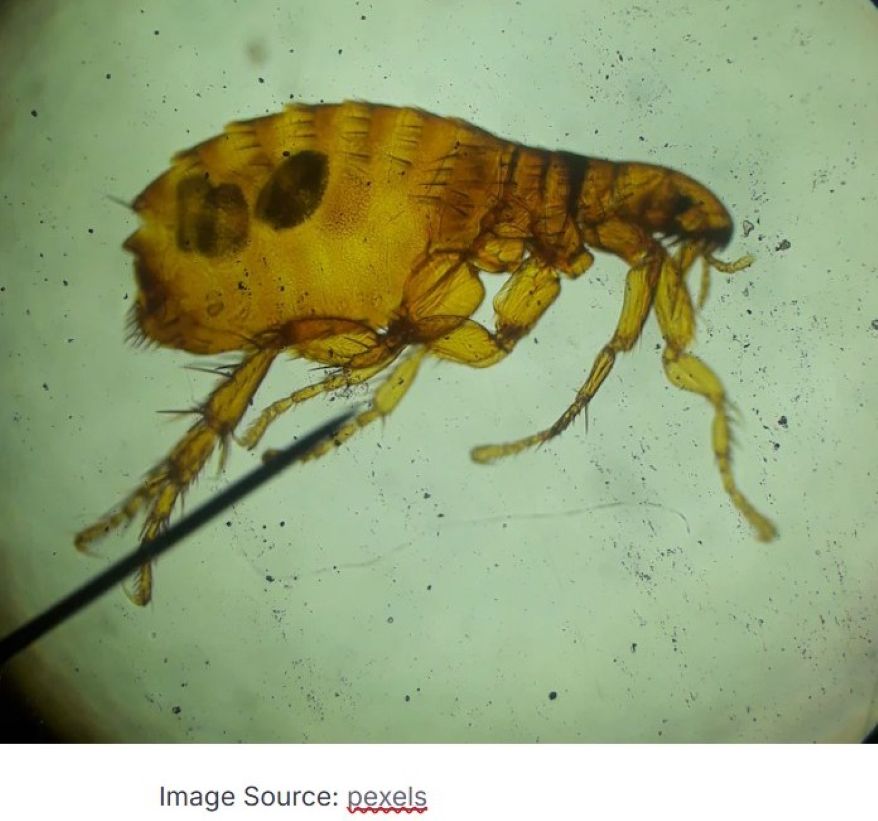 Parasitic Infections