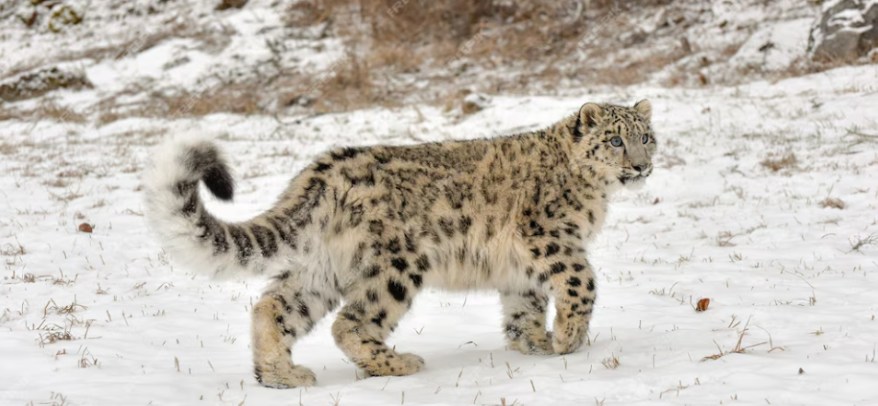 Snow Leopard