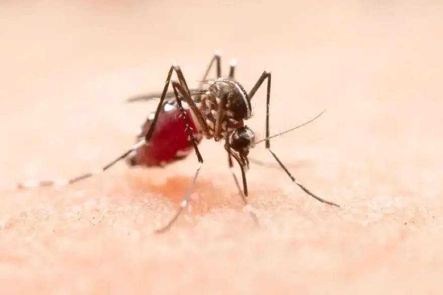 Illustration depicting malaria transmission, showing a mosquito (Anopheles species) biting a human and injecting Plasmodium parasites into the bloodstream, with red blood cells infected by the parasite