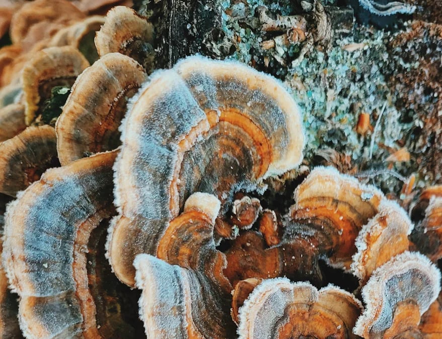 Types of Fungi