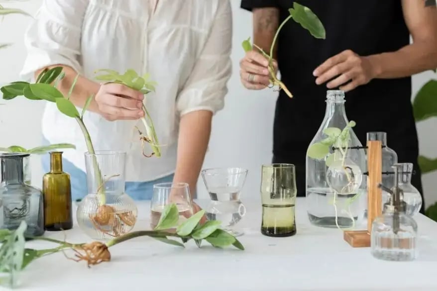 Fig 2. USES OF ESSENTIAL OILS