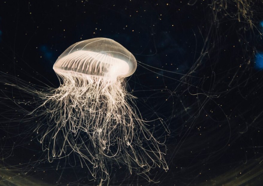 Scientific Name- Scyphozoan