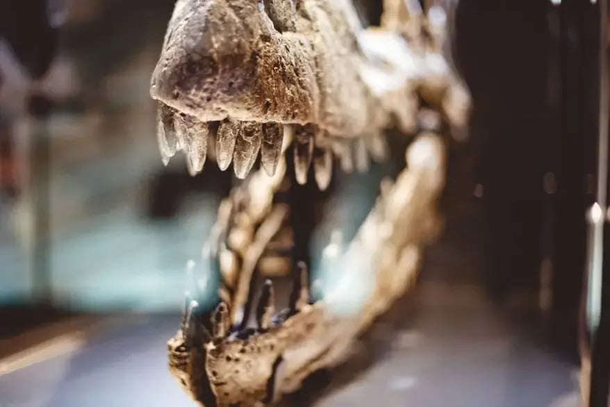 Remnants of Creatures