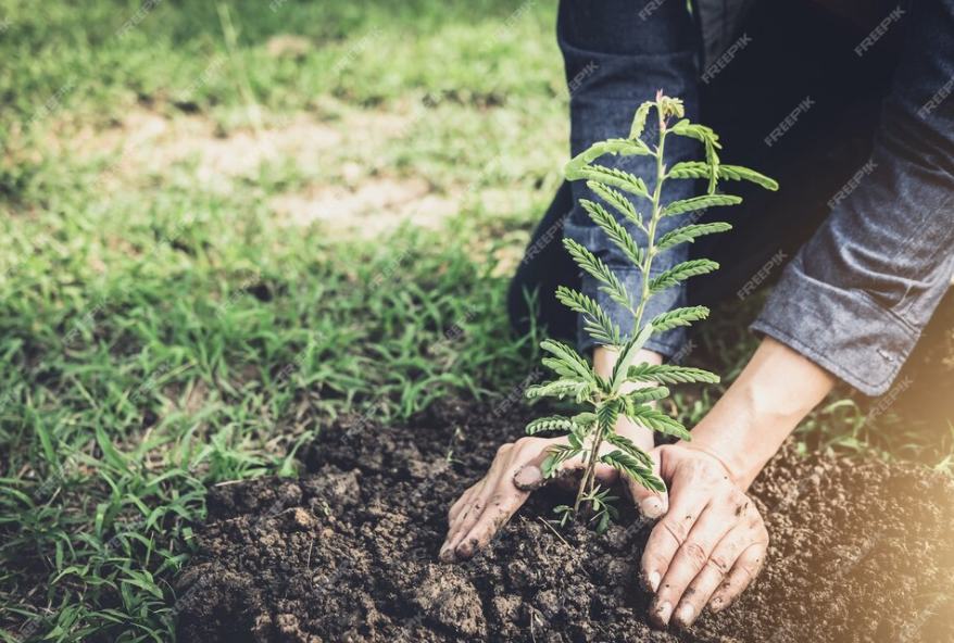 Reforestation