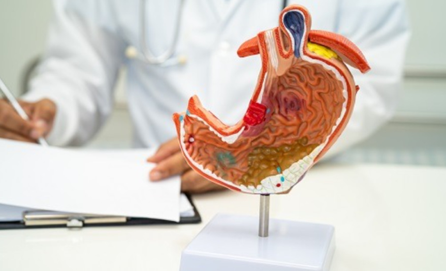 Digestive System