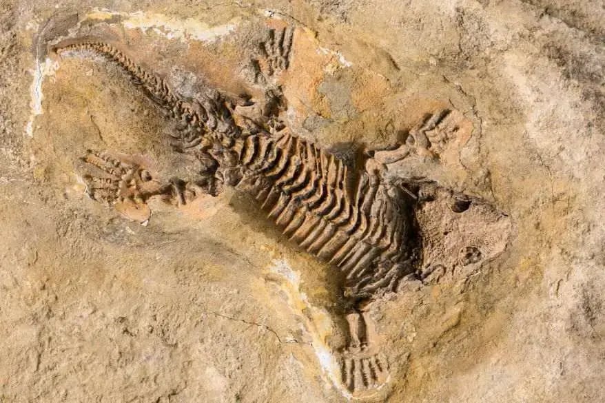 Fossils Sites