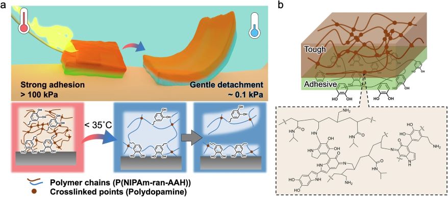 Thermo-responsive Adhesive Hydrogel