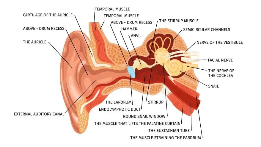 human ear