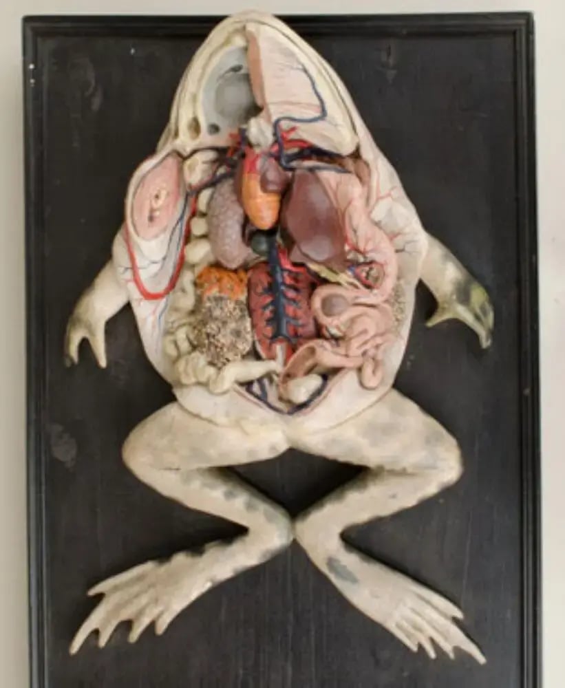 Visual representation of a frog's external features,