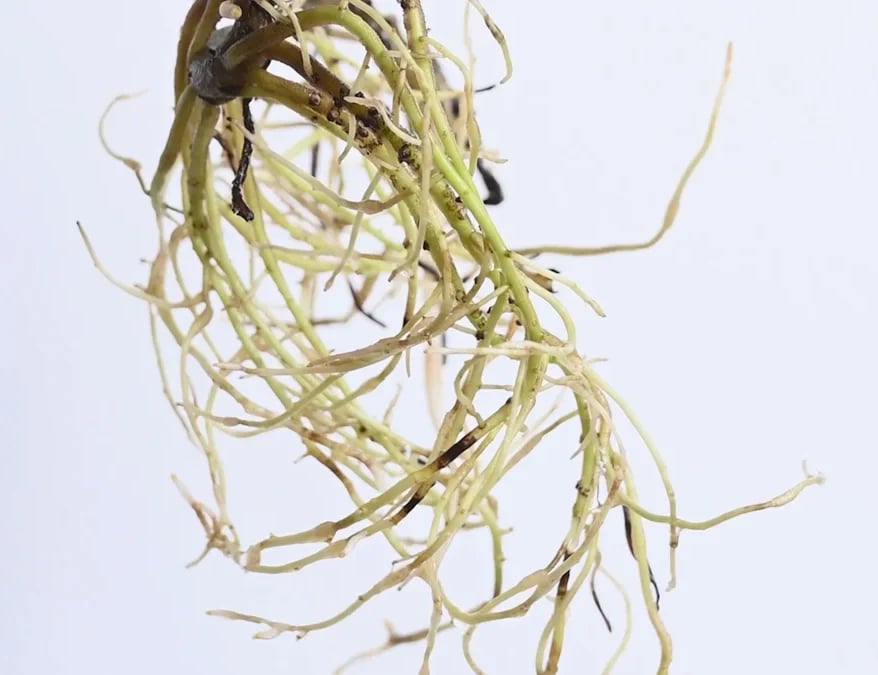 Roots and Their Functions