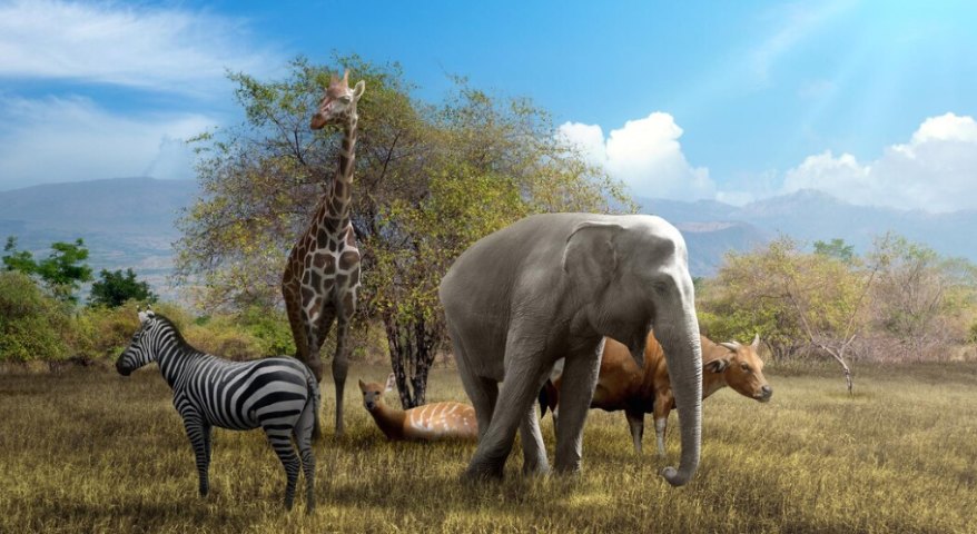 Categories in Animal Kingdom Classification