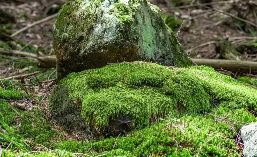 Mosses