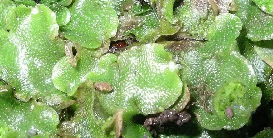 Liverworts (Source: Wikipedia)