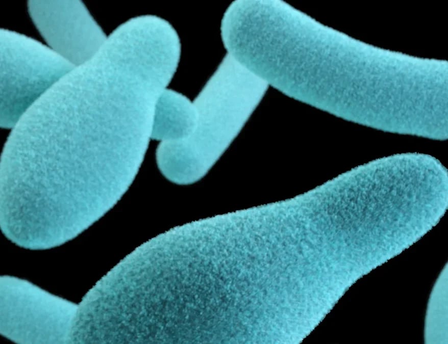 Types of Pathogens