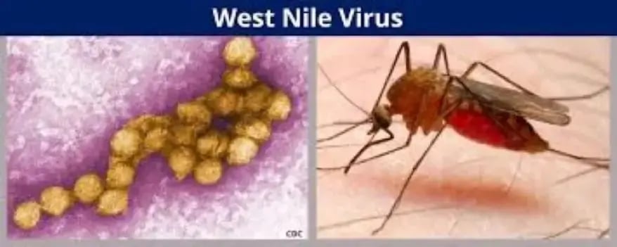 Illustration of West Nile virus transmission, showing an infected Culex mosquito biting human skin and transmitting the virus, with a depiction of virus particles in the bloodstream and potential symptoms like fever, headache, and muscle weakness.