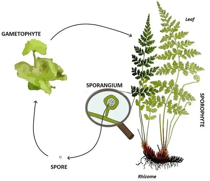 Pteridophytes Life Cycle (Source: Wikipedia)