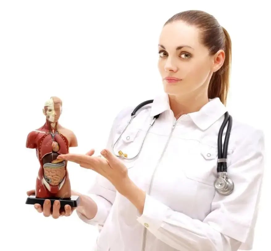 Human Digestive system
