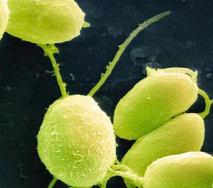 Chlamydomonae algae