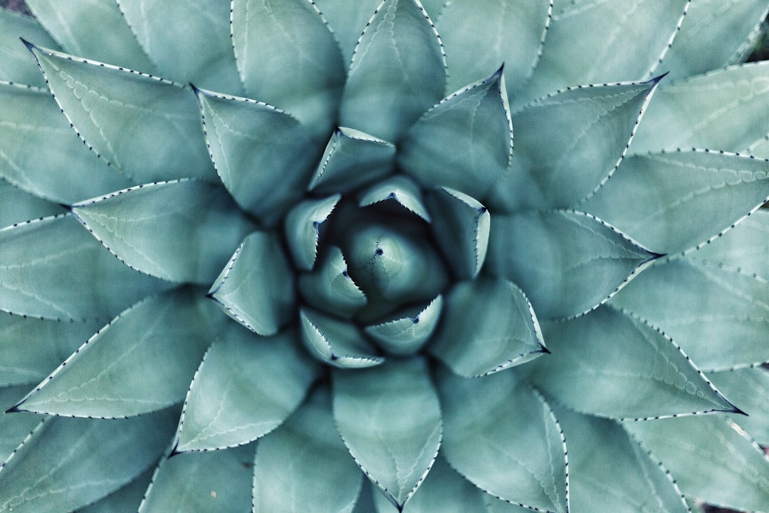 plant RNA