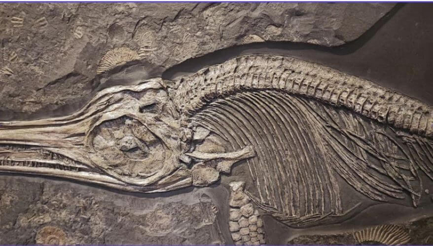 Species Extinction