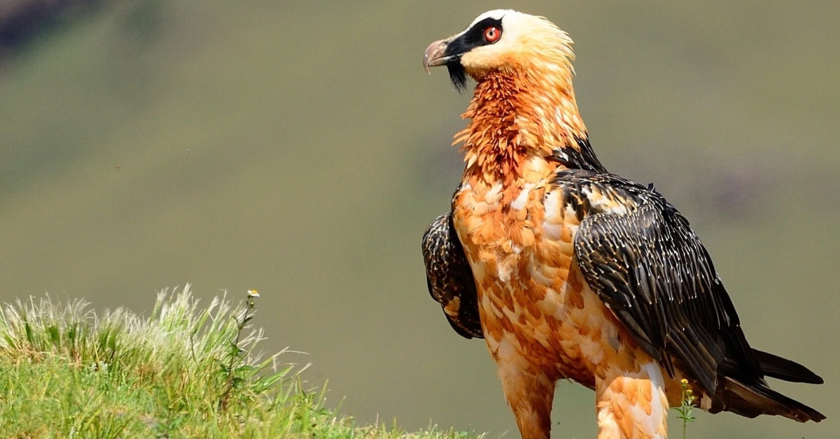 Bearded Vulture. 