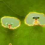Previous Post Image
