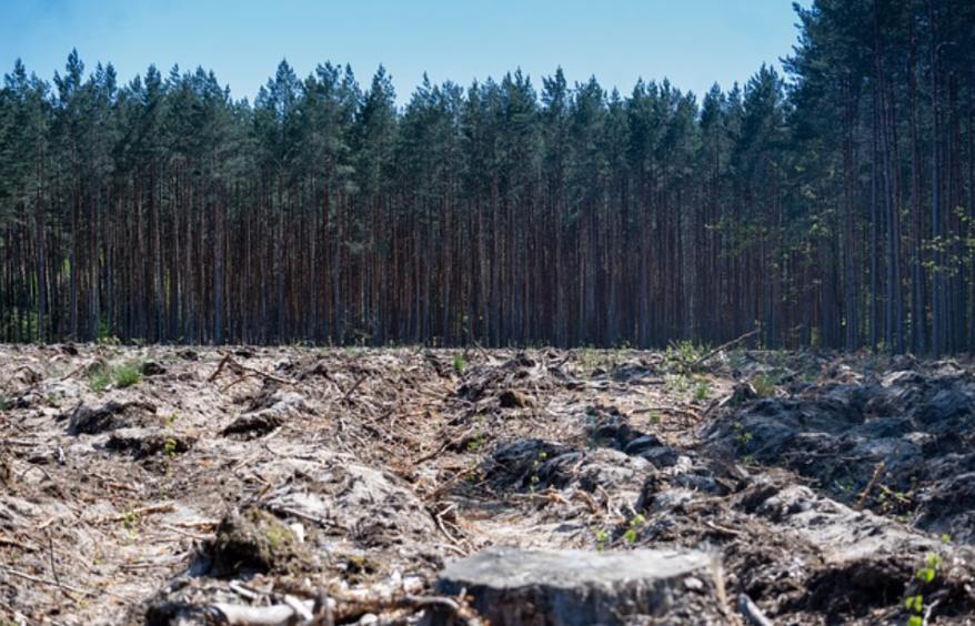 Effects of Deforestation on Climate