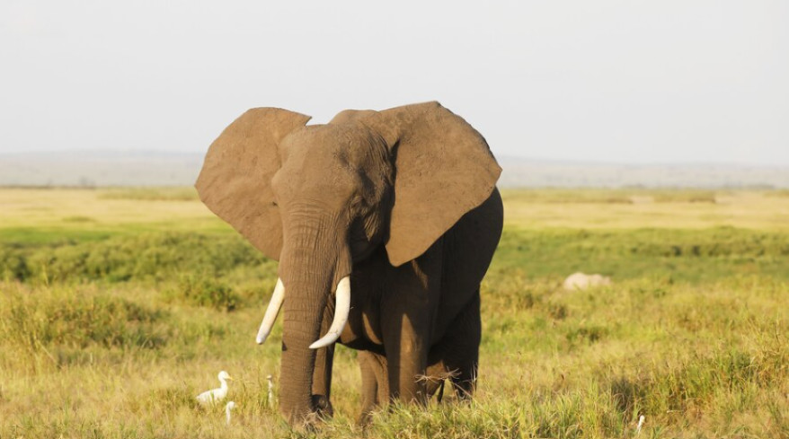 African Elephant