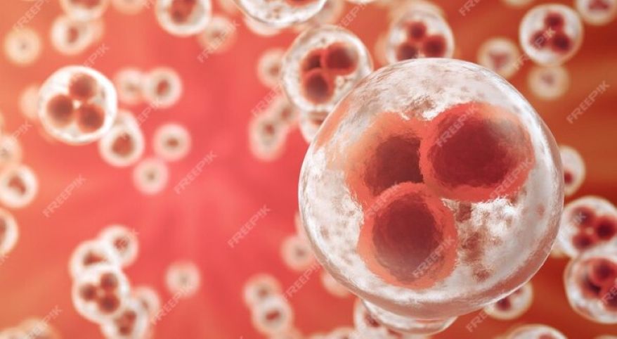 Cell Division