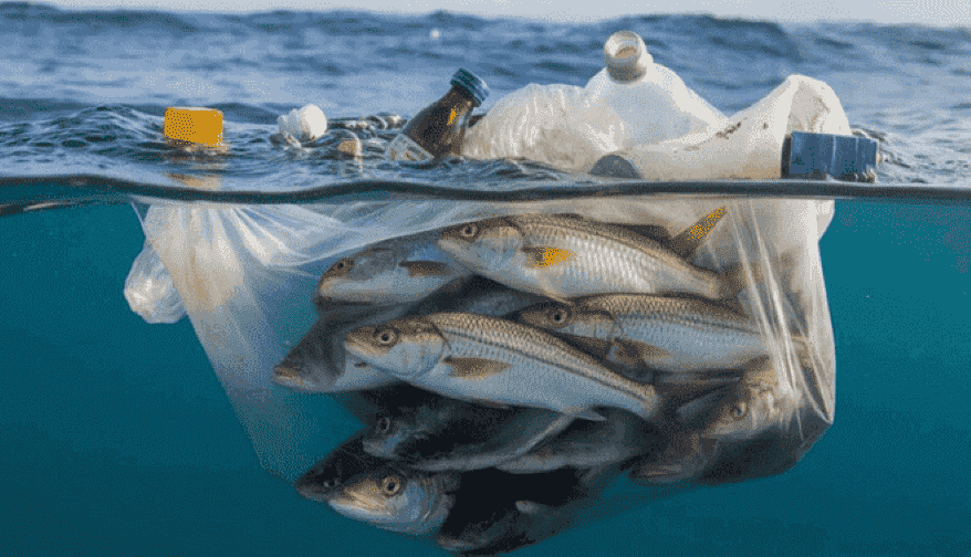 Overexploitation- Overfishing