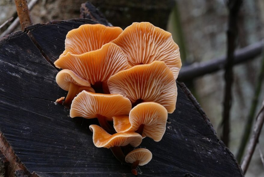 Fungus