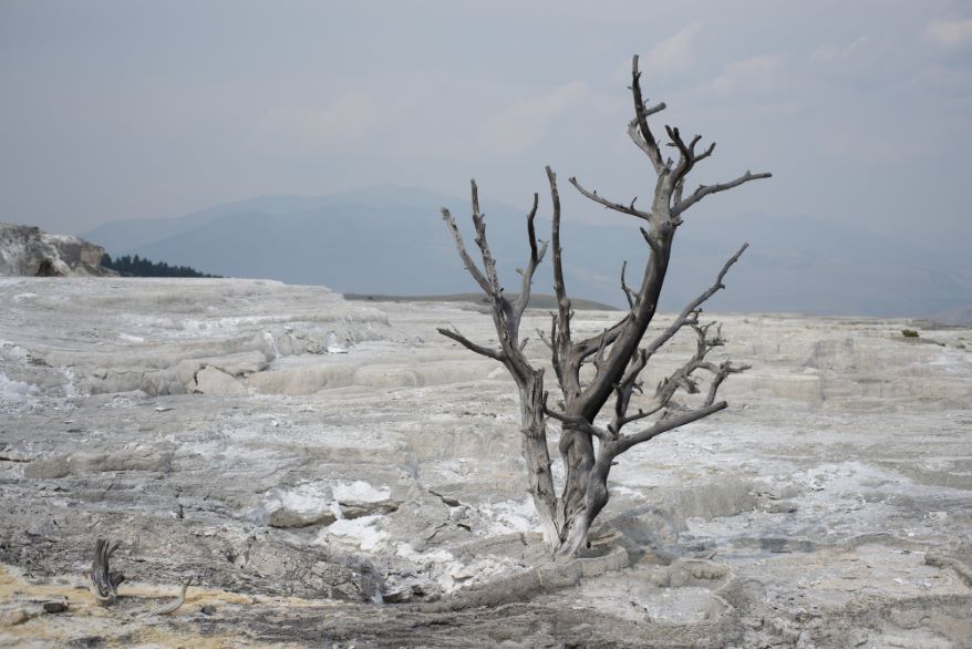 Biodiversity Loss