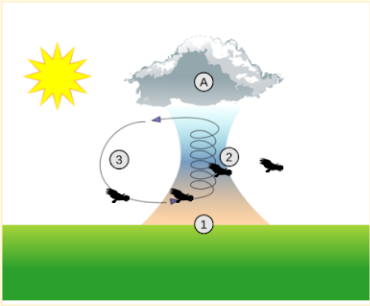 Vultures using thermal convection currents to fly. 
