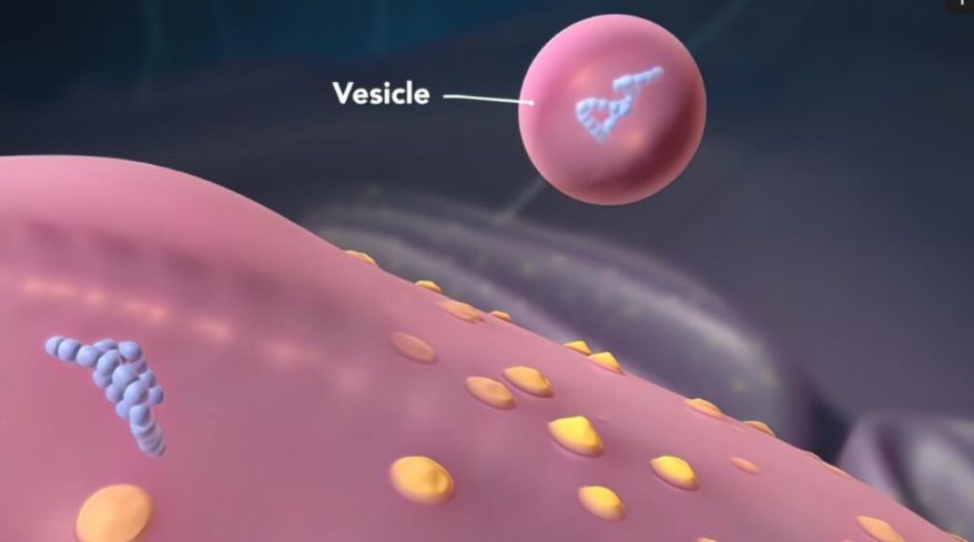 Cell Molecular Biology