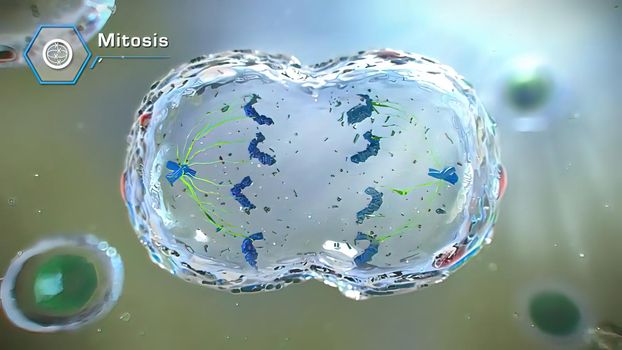 Super Resolution Microscopy finds Secrets of Cell Division