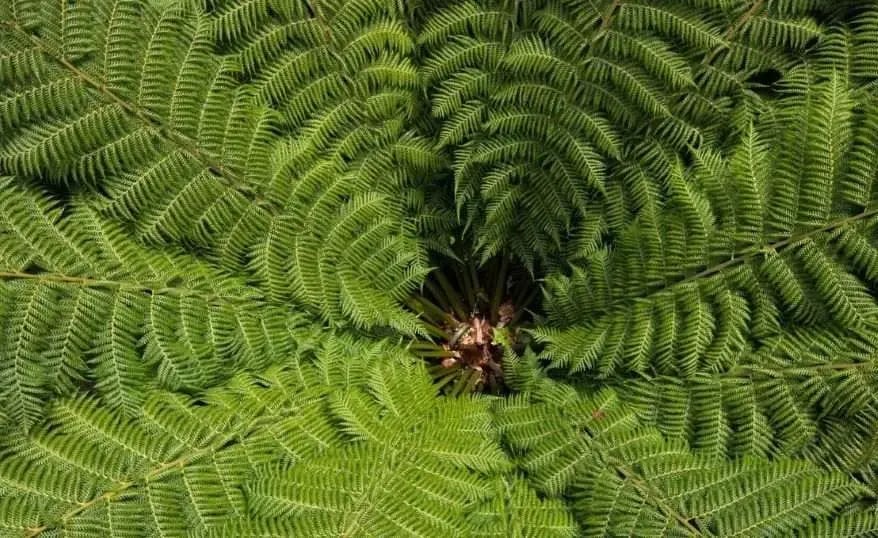 Groups of Pteridophytes