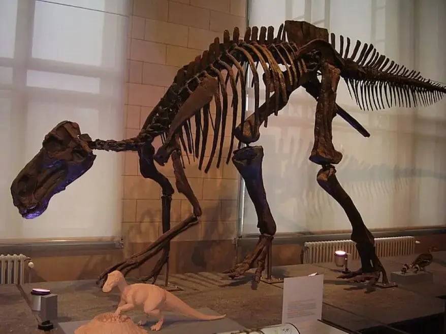 Maiasaura peeblesorum (Source: Wikipedia)