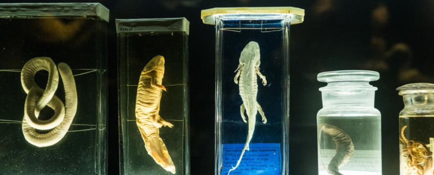 Animalia Classification