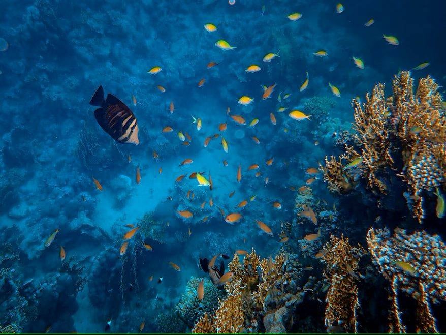 Marine ecologists