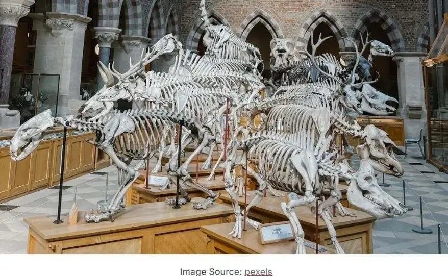 Fossils Collection