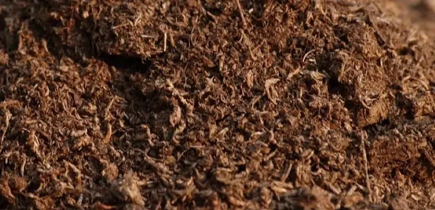 Peat Moss (Source: Wikipedia)