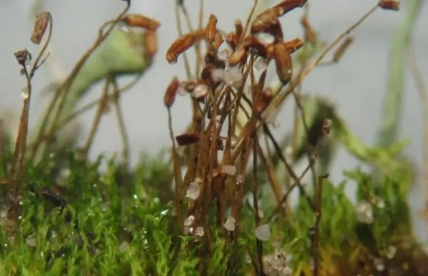 Bryophytes Classification (Source: Wikipedia)