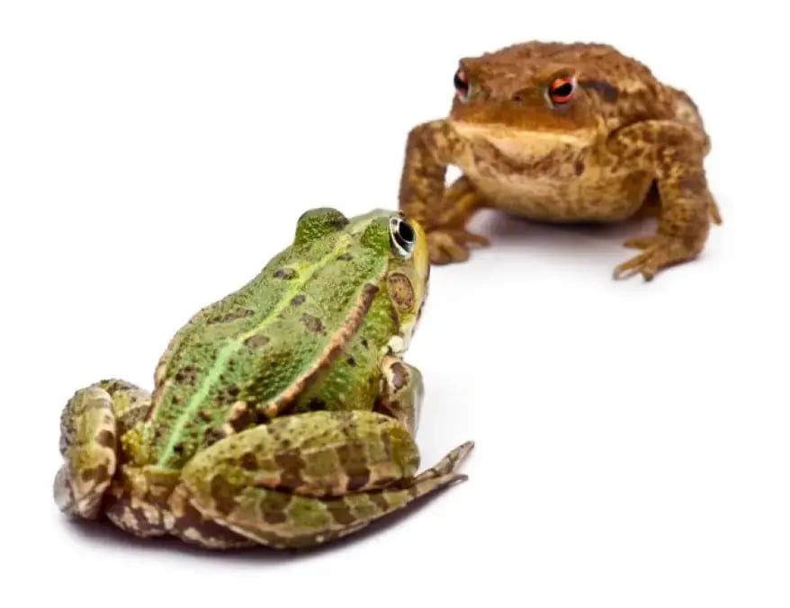 Distinctions between frogs and other amphibians
